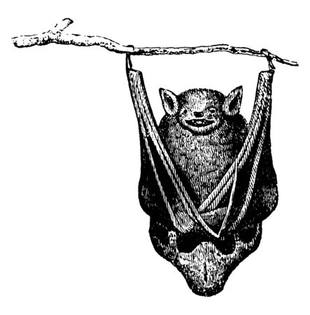 Bats are mammals of the order Chiroptera whose forelimbs form webbed wings, vintage line drawing or engraving illustration.のイラスト素材