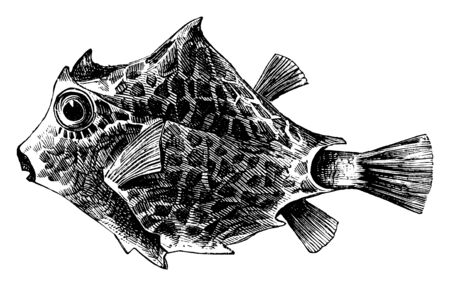 Trunkfish is a member of the family Ostraciidae, vintage line drawing or engraving illustration.のイラスト素材