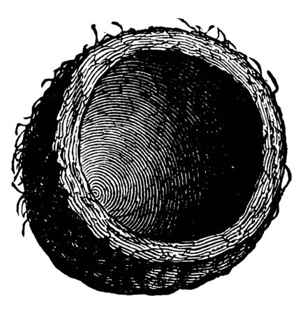 Tumblebug of the Copris carolina species, vintage line drawing or engraving illustration.のイラスト素材