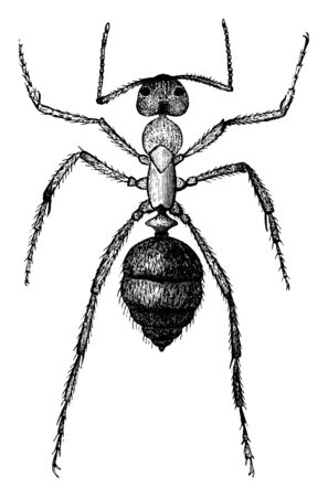 Slave Ant which is a working ant, vintage line drawing or engraving illustration.のイラスト素材