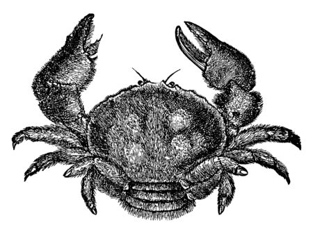 Sponge Crab usually hides in sponges on the ocean floor, vintage line drawing or engraving illustration.のイラスト素材
