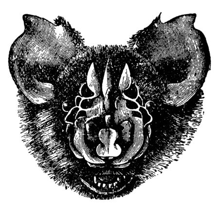 Triaenops Persicus is a species of bat in the genus Triaenops and it occurs in southwestern Pakistan, vintage line drawing or engraving illustration.のイラスト素材