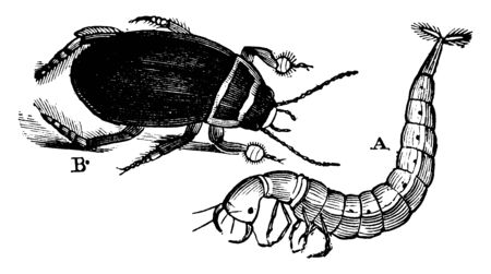 Great Diving Beetle Adult and Larvae which attains a length of more than an inch, vintage line drawing or engraving illustration.のイラスト素材