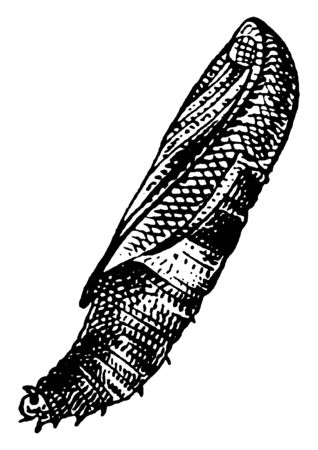 Peach Tree Borer is native to North America, vintage line drawing or engraving illustration.のイラスト素材