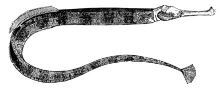 Pipefish is a subfamily of small fishes, vintage line drawing or engraving illustration.のイラスト素材