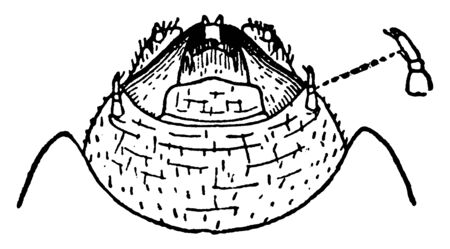Apple Twig Borer is a amphicerus bicaudatus species, vintage line drawing or engraving illustration.のイラスト素材