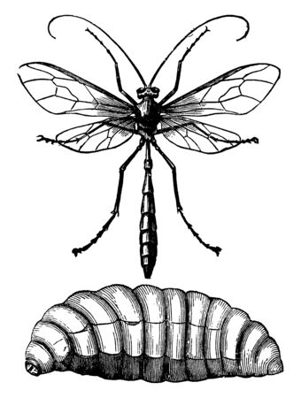 Long Tailed Ophion which is black or honey yellow in color, vintage line drawing or engraving illustration.のイラスト素材