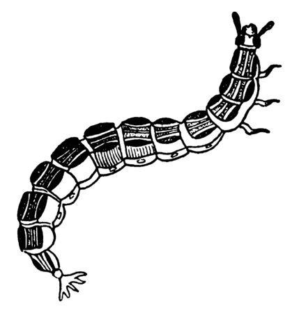 Larval Firefly which chemically produced light from the lower abdomen may be yellow, vintage line drawing or engraving illustration.のイラスト素材