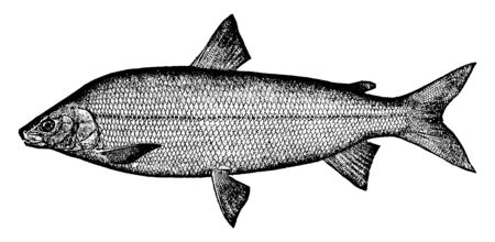 Whitefish is a fisheries term referring to several species of demersal fish, vintage line drawing or engraving illustration.のイラスト素材