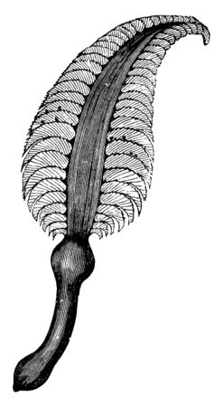 Sea pen is furnished with an internal bony axis, vintage line drawing or engraving illustration.のイラスト素材