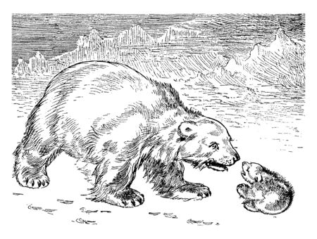 Polar Bears is a carnivorous bear whose native range lies largely within the Arctic Circle, vintage line drawing or engraving illustration.のイラスト素材