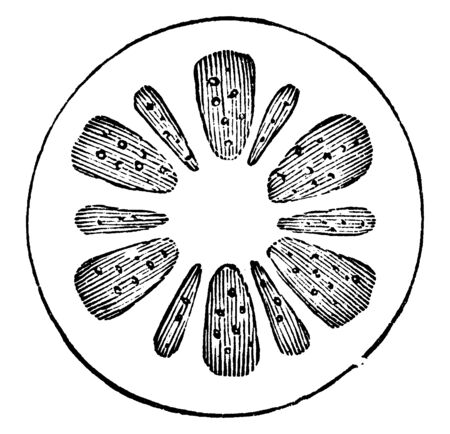 A picture of stem showing twelve annual layers of wood. These annual layers show life of tree, vintage line drawing or engraving illustration.のイラスト素材
