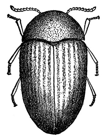 Lasioderma is a genus of beetles in the family Anobiidae, vintage line drawing or engraving illustration.のイラスト素材