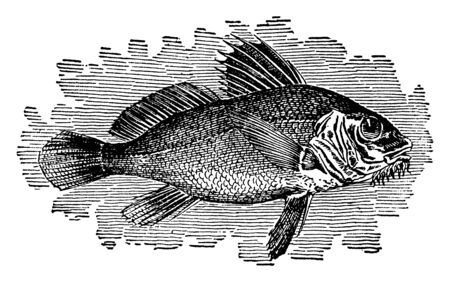 Drumfish found on the Atlantic coasts of North America, vintage line drawing or engraving...