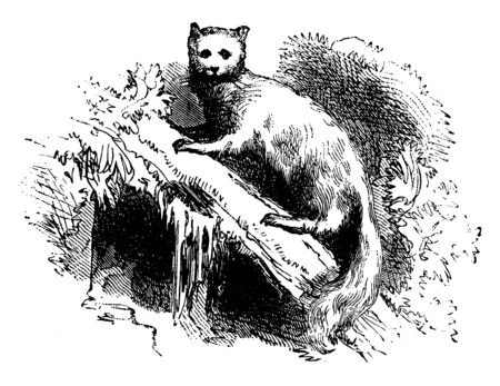 Animal in tree are known as animals which normally found in tree, vintage line drawing or engraving illustration.のイラスト素材
