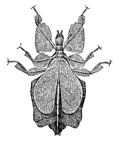 Leaf Bug usually green insects, vintage line drawing or engraving illustration.のイラスト素材