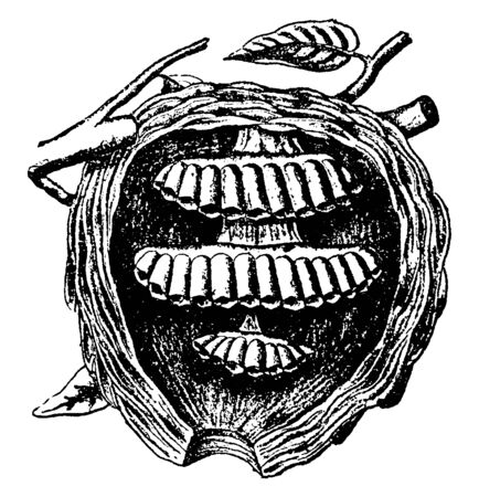 Wasp is a genus of insects somewhat resembling bees, vintage line drawing or engraving illustration.のイラスト素材