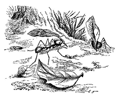 Umbrella Ant uses leaves to build its homes, vintage line drawing or engraving illustration.のイラスト素材