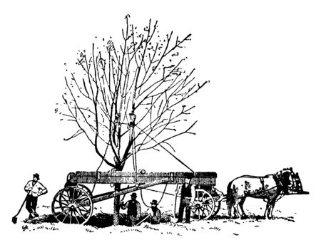 This is industry leading techniques for tree relocation. This involves lifting an existing tree from one location and transporting it to another before successfully replanting, vintage line drawing or engraving illustration.のイラスト素材