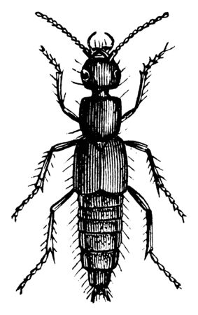 Rove Beetle primarily distinguished by their short elytra that typically leave more than half of their abdomens exposed, vintage line drawing or engraving illustration.のイラスト素材