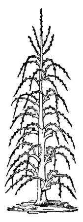 Tree branches are tied and bend down. This process is called en Quenouille. Trees stay in this position during entire season and shoot very high in next season, vintage line drawing or engraving illustration.のイラスト素材