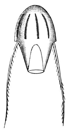 Saccatae having two tenticals and no oral lobes, vintage line drawing or engraving illustration.のイラスト素材