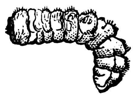 Oak Pruner is an elaphidiun parallelum species, vintage line drawing or engraving illustration.のイラスト素材