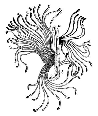 Spruce Beetle is a species of bark beetle native to British Columbia, vintage line drawing or engraving illustration.のイラスト素材