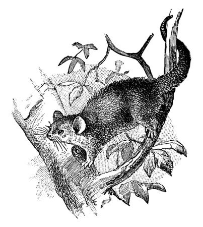 Dormouse Phalanger is a small flying dormouse wit hony three molars on the top, vintage line drawing or engraving illustration.のイラスト素材