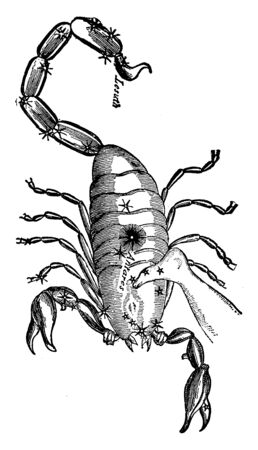 Picture shows that this is a constellation known as Scorpion, vintage line drawing or engraving illustration.のイラスト素材