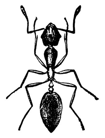 Pharaoh Ant which can be found in myriads, vintage line drawing or engraving illustration.のイラスト素材