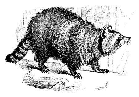 Racoon is an animal about two feet long, vintage line drawing or engraving illustration.のイラスト素材