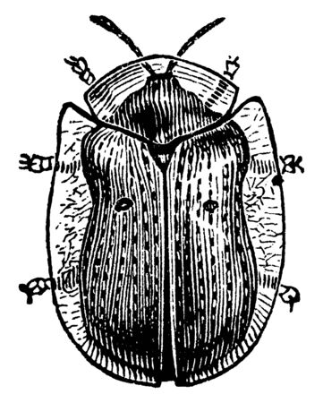 Golden Tortoise Beetle that feed on sweet potato, vintage line drawing or engraving illustration.のイラスト素材