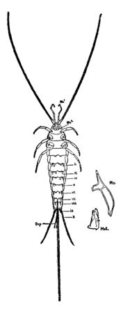 Thysanuran was recognized as an order in the class Insect, vintage line drawing or engraving illustration.のイラスト素材