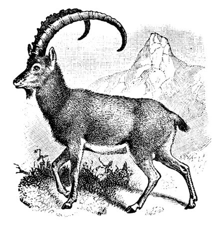 Wild Goat is a widespread species of goat with a distribution ranging from Europe, vintage line drawing or engraving illustration.のイラスト素材