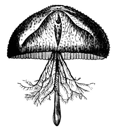 Favonia octonema at the root of which are eight branchiferous appendages, vintage line drawing or engraving illustration.のイラスト素材