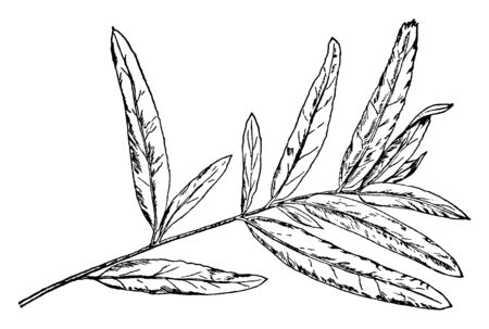 A picture of Branch of Willow Oak leaf which having 2 to 8 inches long leaves, simple and entire. which is a unique bit of willow oak tree information, vintage line drawing or engraving illustration.のイラスト素材