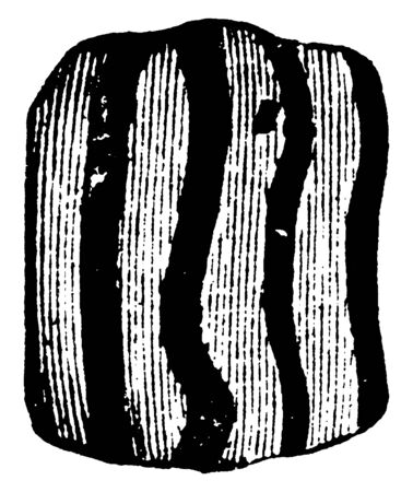 This illustration represents Grape Vine Butterfly Larva, vintage line drawing or engraving illustration.のイラスト素材