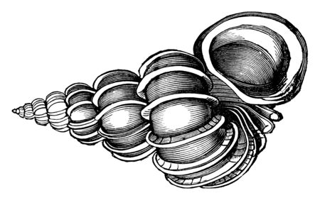 Wentle trap is mostly white and lustrous, vintage line drawing or engraving illustration.