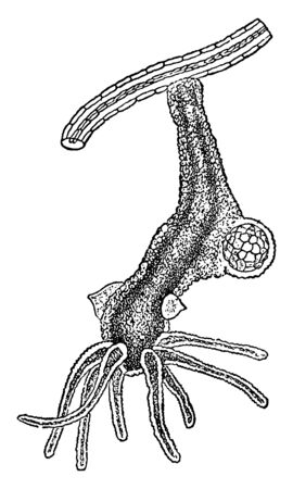 This illustration represents Hydra Vividis, vintage line drawing or engraving illustration.のイラスト素材