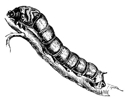 Silkworms are the larvae of moths that spin silken cocoons, vintage line drawing or engraving illustration.のイラスト素材