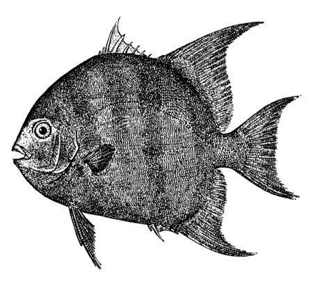 Moonfish commonly found in the Pacific ocean, vintage line drawing or engraving illustration.のイラスト素材