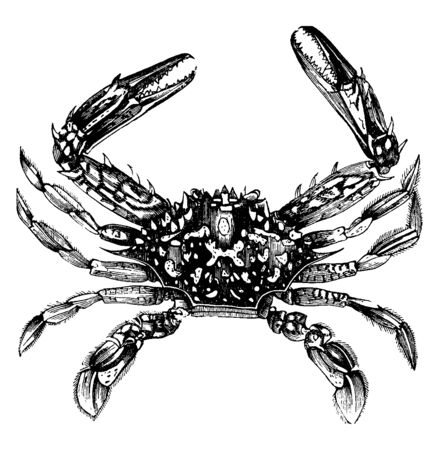 Red Sea crab has distinct color appearance compared to the other species of crabs, vintage line drawing or engraving illustration.のイラスト素材