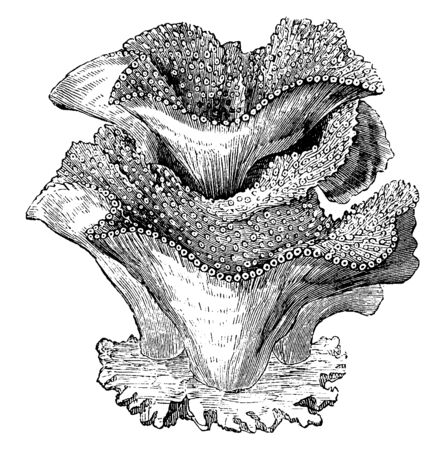 Tree coral is an account of the forms of the polypidons, vintage line drawing or engraving illustration.のイラスト素材