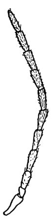 Filiform antenna when the joints are nearly even throughout, vintage line drawing or engraving illustration.のイラスト素材