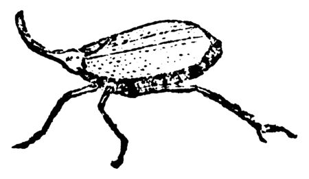 Fulgora which is a most singularly formed insect, vintage line drawing or engraving illustration.のイラスト素材
