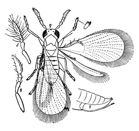 Trichogramma Wasp which is a parasite in insect eggs, vintage line drawing or engraving illustration.のイラスト素材