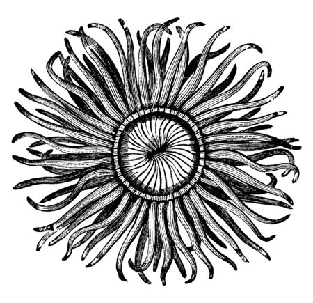 Mouth of the sea anemone tinged with a variety of bright lively colors, vintage line drawing or engraving illustration.のイラスト素材