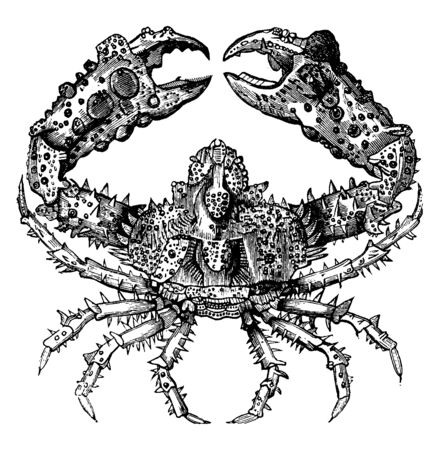 Parthenope horrida is a native of the Atlantic and Indian Oceans, vintage line drawing or engraving illustration.のイラスト素材