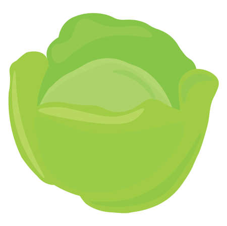 Cabbage, illustration, vector on white background.のイラスト素材